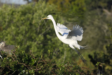 Great egret flying with building material