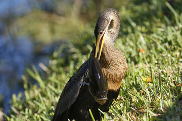 Anhinga eating fish