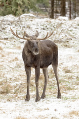 Fototapeta premium Elchbulle im Schnee