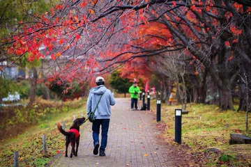 Gordijnen walk with best friend dog © Blanscape