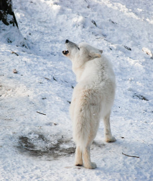 howling arctic wolf