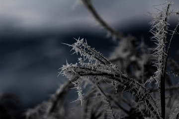 Eiskristalle auf Strauch