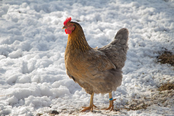 Huhn im Schnee