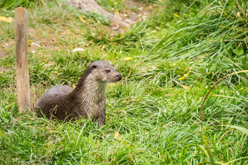 Loutre 