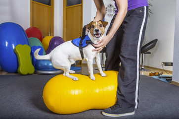 Jack Russel