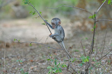 bébé babouin sur une branche