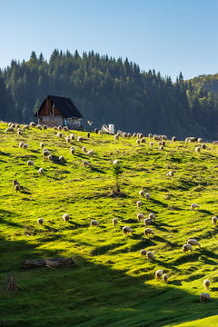 flock of sheep on the meadow near  forest in mountains