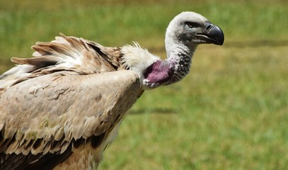 large Cape vulture