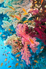 Panele Szklane Podświetlane  Ławica ryb anthias na miękkiej rafie koralowej