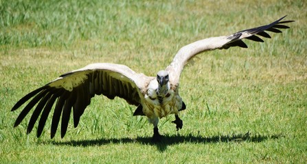 large Cape vulture