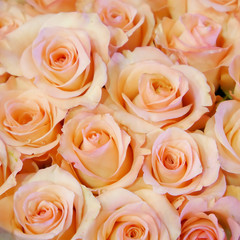 The close up of pretty pale pink rose bouquet.