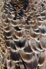 Close up of african tawny eagle feathers