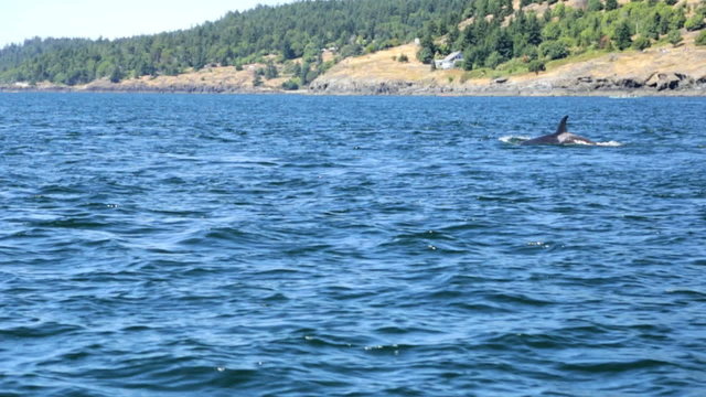 Orca Killer Whale Pacific Ocean Aquatic Ecological Nature Travel Eco Tourism