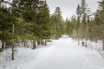 Forest Path Covered in Snow on a Cloudy Winter Day