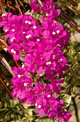 Purple Bougainvillea