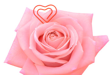 pink rose and heart