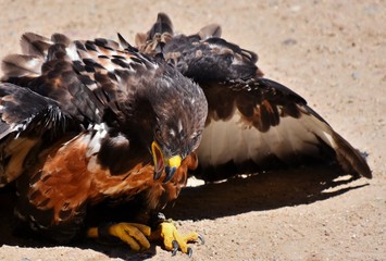Close up of large black Sparrow hawk