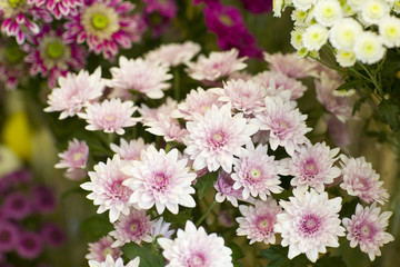 Various flowers for sale