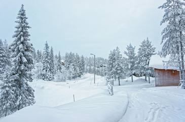 Cottages and trees in the snow covered Ruka in Finland on the Arctic circle