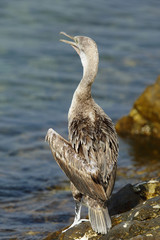 Juvenile Socotra cormorant bear the water