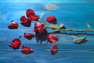 red rose on a blue wooden table