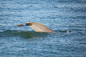 Fototapeta premium Tail of diving Common bottlenose dolphin