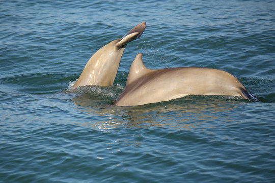 Mother and baby Common bottlenose dolphins diving