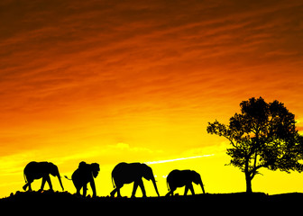 Fototapeta na wymiar paisaje con elefantes