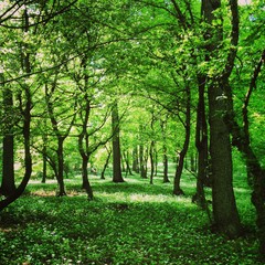 Obraz premium Green forest with great atmosphere