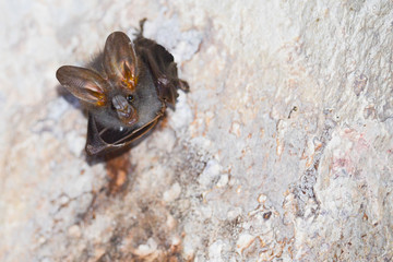 bat is mammal and call 