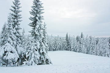 Fototapeta premium Snow covered trees at the foreground and a panoramic view of forest in Finnish Lapland