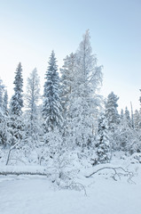 Snow covered trees in Ruka village in Finland in the Arctic pole circle