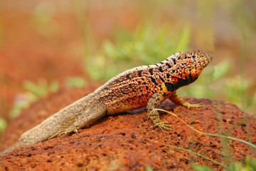 Male Lava Lizard on North Seymour island, Galapagos National Par
