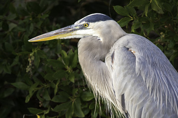 Great Blue Heron Profile