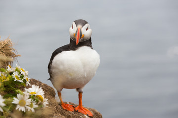 Papageitaucher / Puffin / Lundi