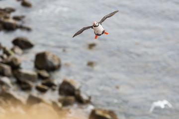 Papageitaucher / Puffin / Lundi