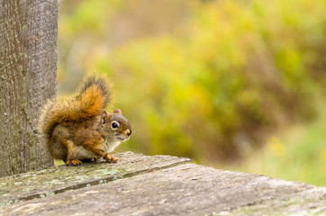 Red Squirrel on a Table