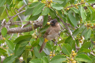 bulbul des jardins, passereau, Afrique