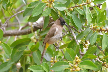 bulbul des jardins, passereau, Afrique