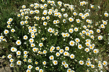 Touffe de marguerites