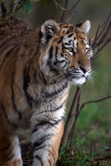 Siberian Tiger Cub (Panthera Tigris Altaica)/Siberian Tiger Cub in dark forest