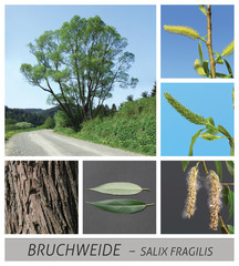 Bruchweide