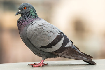 Taube im Profil