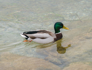 Mallard
