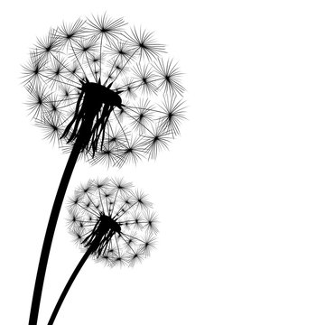 black silhouette of a dandelion on a white background