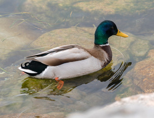 Mallard
