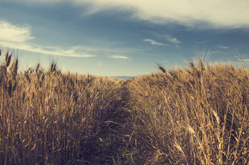 Grain