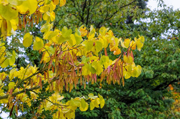 Judasbaum im Herbst - Judas tree in autumn 01