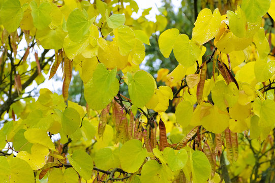 Judasbaum im Herbst - Judas tree in autumn 02