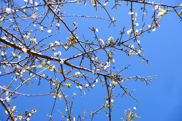 Chinese plum tree, Japanese apricot tree.
